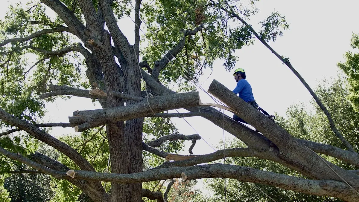 Professional Crown Thinning performed by certified arborists in Bieber
