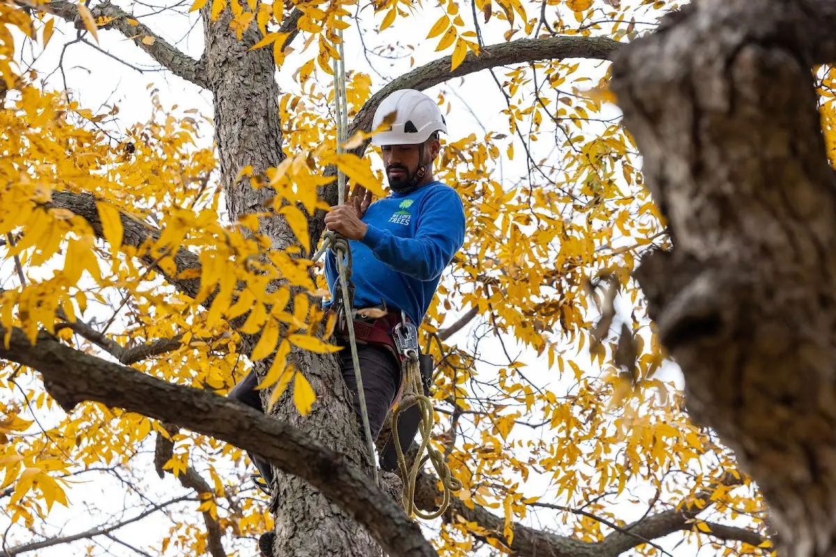 Skilled Emergency Tree Service crew working in Bieber